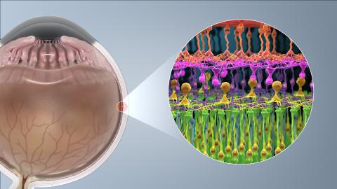 Image of photoreceptor cell