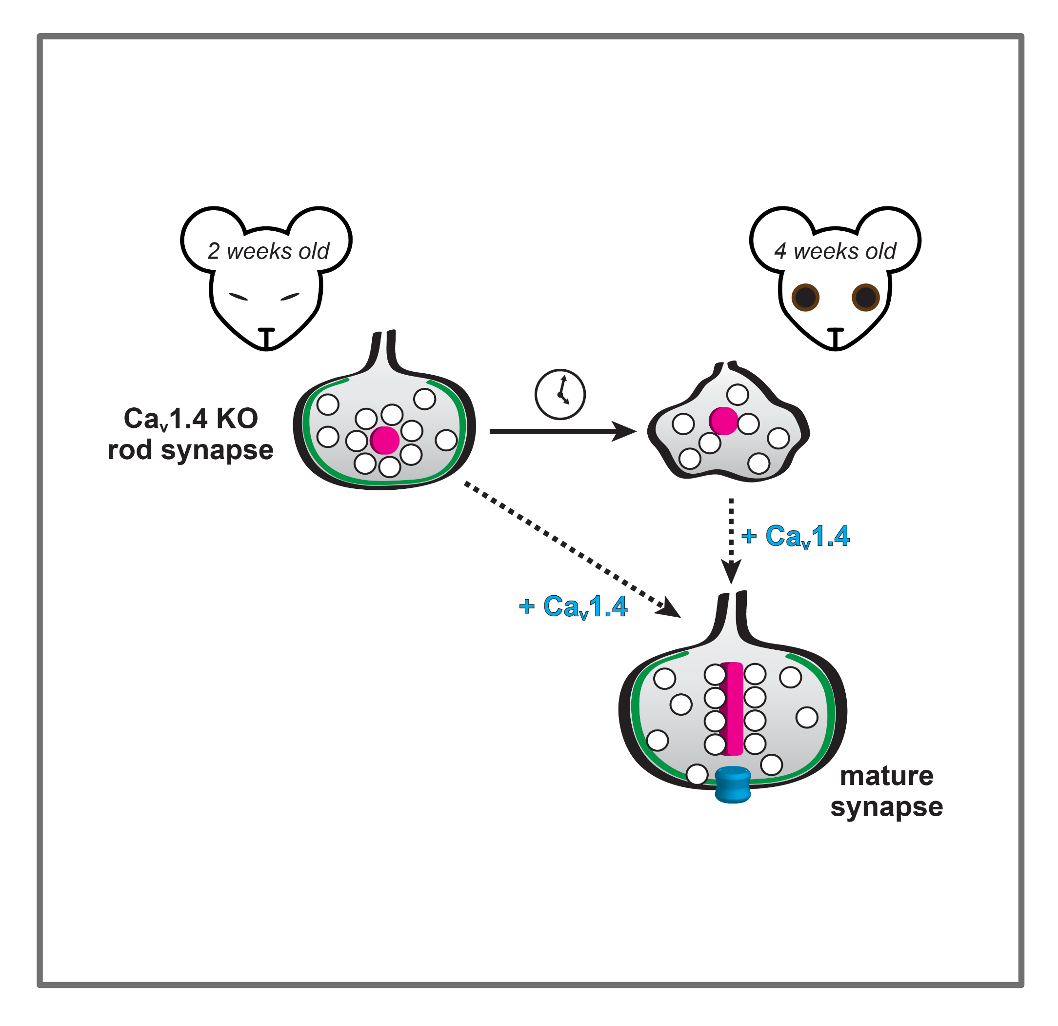 Graphical image of the Cav1.4 and synaptogenesis project