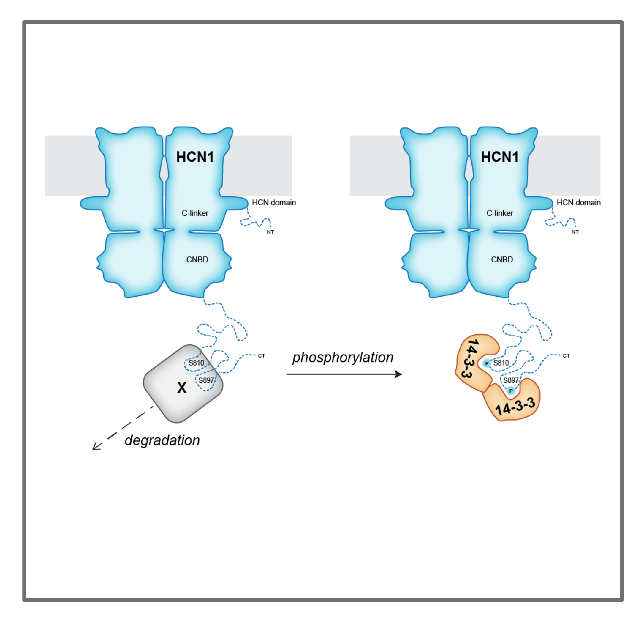 Graphical image of the H2N1 project