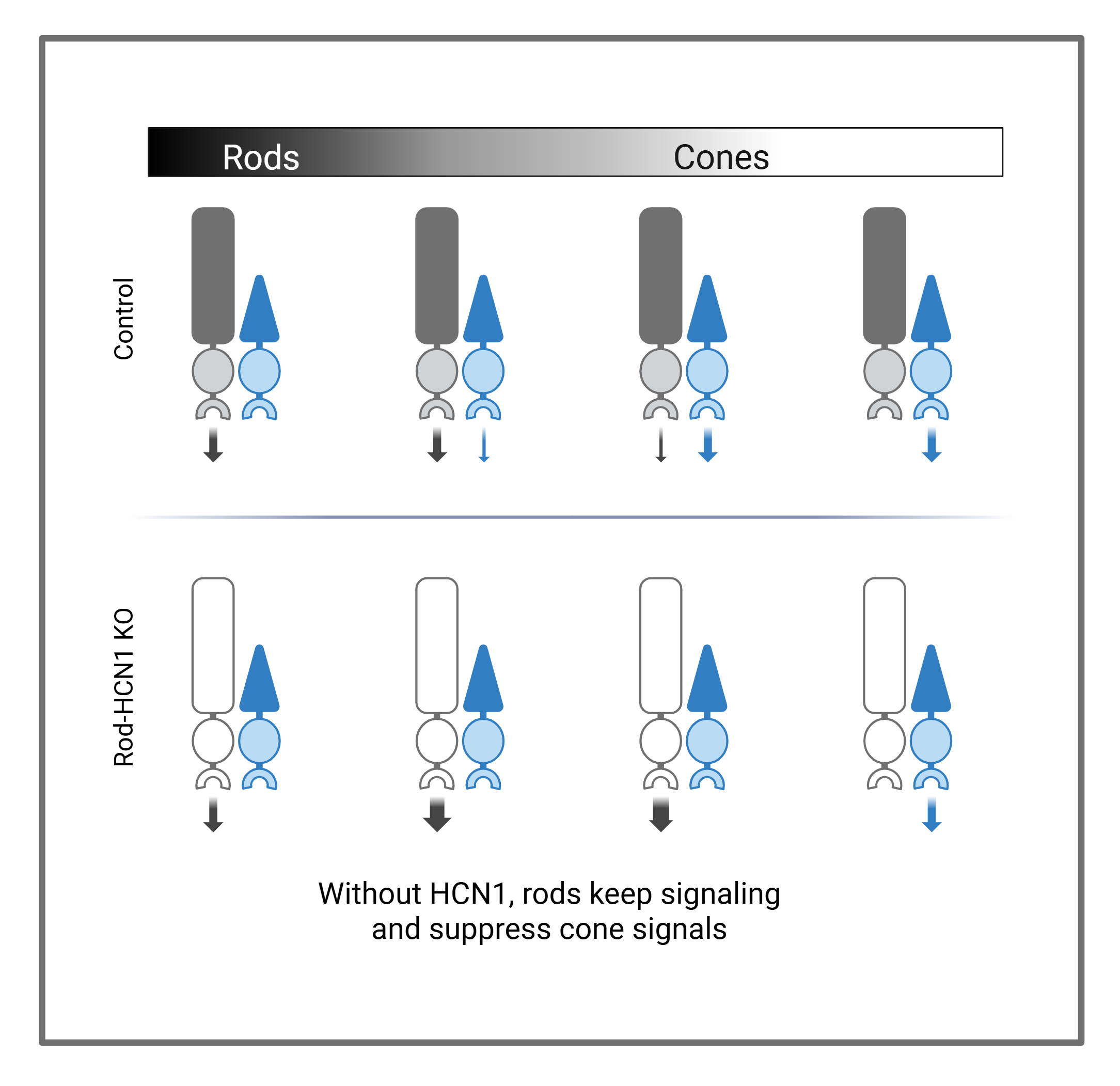 Graphical image of the rod HCN1 KO project